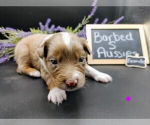 Australian Shepherd Puppy for sale in TAYLOR, TX, USA