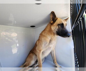 German Shepherd Dog-Unknown Mix Dogs for adoption in Houston, TX, USA