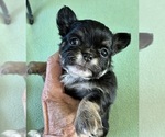 Small #6 Chihuahua
