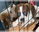 Small #3 Beagle Mix