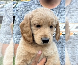 Goldendoodle-Poodle (Miniature) Mix Puppy for sale in CAMBRIDGE, MN, USA