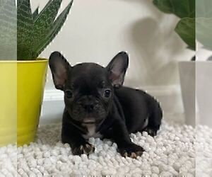 French Bulldog Puppy for sale in JOHNS ISLAND, SC, USA