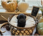 Small Photo #12 Labrador Retriever Puppy For Sale in GOBLES, MI, USA
