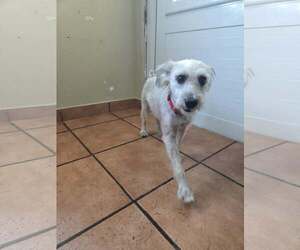 Mutt Dog for Adoption in Virginia Beach, Virginia USA