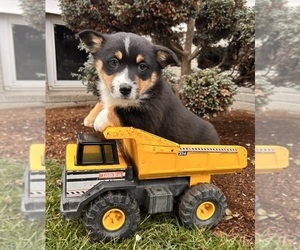 Pembroke Welsh Corgi Puppy for sale in MIDDLEBURY, IN, USA