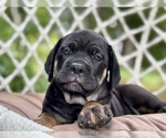 Image preview for Ad Listing. Nickname: Dakota