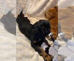 Small Photo #36 Cockalier Puppy For Sale in HERNDON, VA, USA