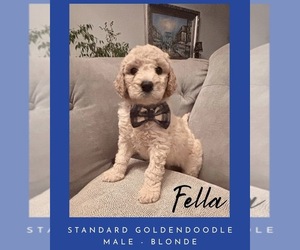 Goldendoodle Puppy for Sale in JEFFERSON, Georgia USA