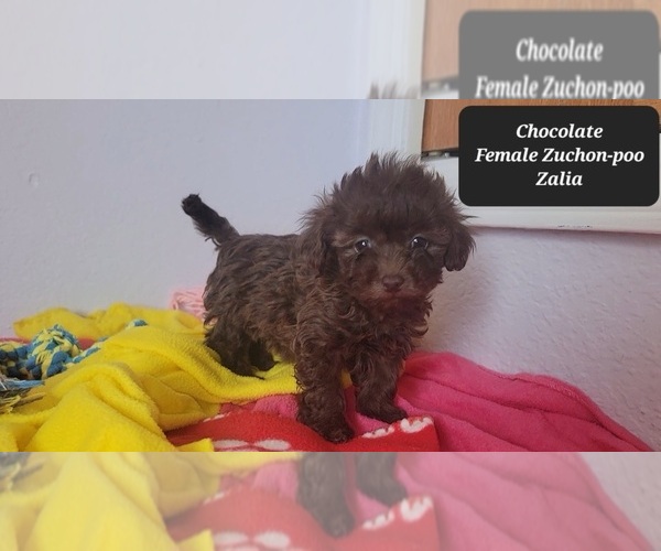 Medium Photo #2 Zuchon Puppy For Sale in TUCSON, AZ, USA