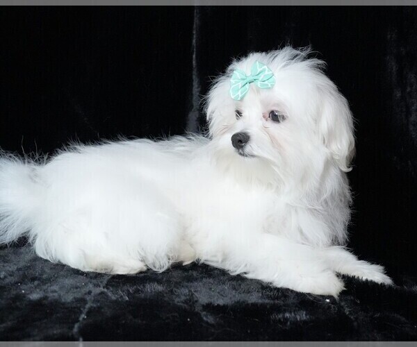 Medium Photo #4 Maltese Puppy For Sale in ROCK VALLEY, IA, USA