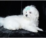 Small #3 Maltese