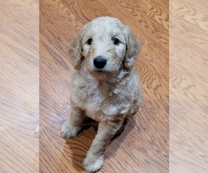 Goldendoodle Puppy for sale in ROCKY FACE, GA, USA
