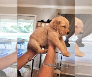 Golden Pyrenees-Golden Retriever Mix Puppy for Sale in ARDMORE, Alabama USA