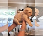 Small Golden Pyrenees-Golden Retriever Mix