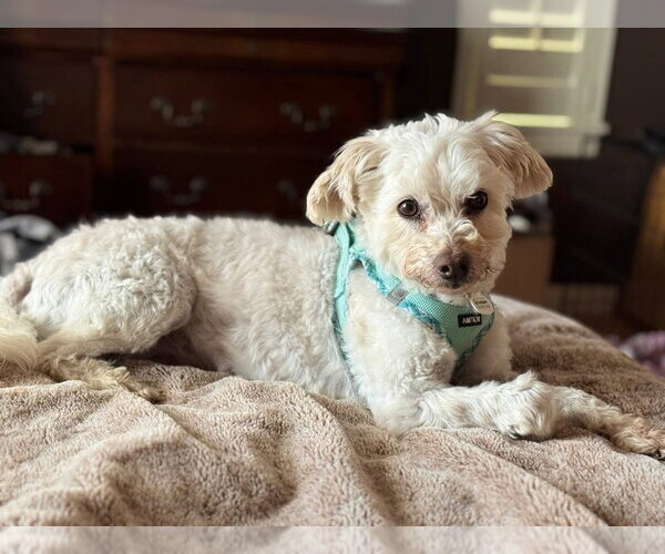 Medium Photo #10 Mutt Puppy For Sale in Salt Lake City, UT, USA