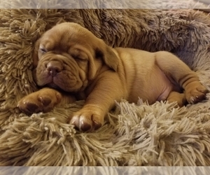 Dogue de Bordeaux Puppy for sale in VALLEY STREAM, NY, USA