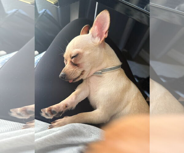 Medium Photo #3 Chihuahua Puppy For Sale in Orlando, FL, USA