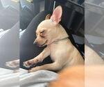 Small #2 Chihuahua