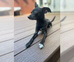 Small #1 Chihuahua Mix