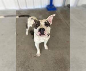 American Pit Bull Terrier Dogs for adoption in Palmetto, FL, USA