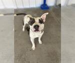 Small American Pit Bull Terrier