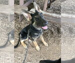 Small #1 German Shepherd Dog