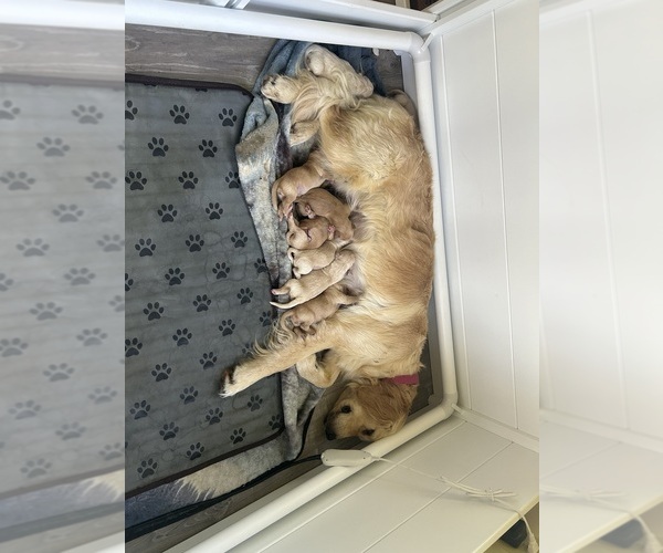 Medium Photo #1 Golden Retriever Puppy For Sale in ASHLAND, OH, USA