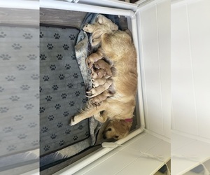 Mother of the Golden Retriever puppies born on 05/14/2025