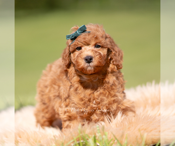 Medium Photo #112 Poodle (Miniature) Puppy For Sale in WARSAW, IN, USA