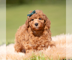 Small Photo #112 Poodle (Miniature) Puppy For Sale in WARSAW, IN, USA