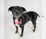 Small #3 Labrador Retriever Mix