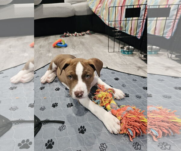 Medium Photo #5 American Staffordshire Terrier-Siberian Husky Mix Puppy For Sale in Chester, VA, USA