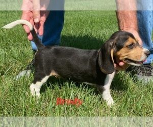 Beagle Puppy for sale in BOWLING GREEN, KY, USA