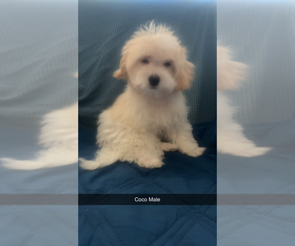 Medium Photo #2 Maltipoo (Miniature) Puppy For Sale in HIGH POINT, NC, USA