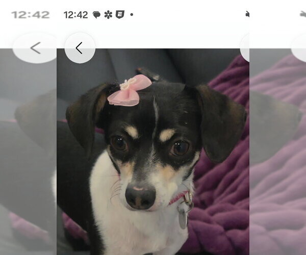 Medium Photo #2 Chihuahua-Unknown Mix Puppy For Sale in Salt Lake City, UT, USA