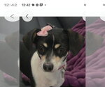 Small Photo #2 Chihuahua-Unknown Mix Puppy For Sale in Salt Lake City, UT, USA