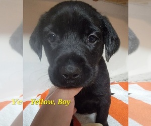 Labrottie Puppy for sale in BOOTHWYN, PA, USA