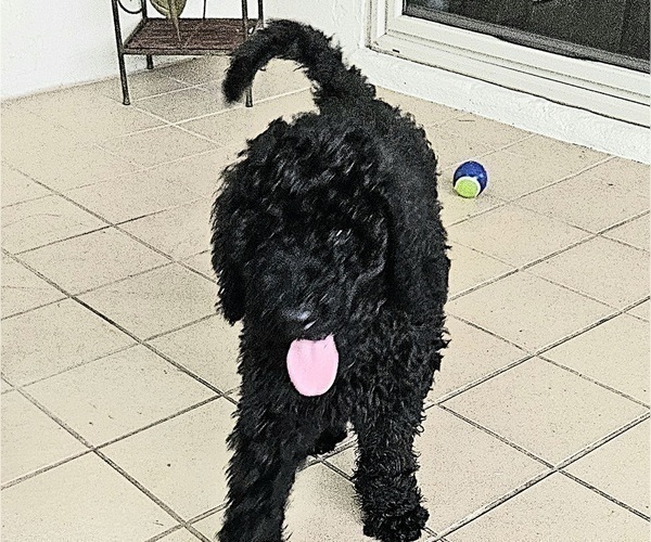 Medium Photo #6 Goldendoodle Puppy For Sale in DELTONA, FL, USA
