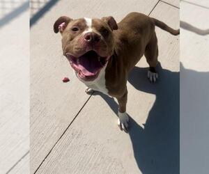 American Pit Bull Terrier-Unknown Mix Dogs for adoption in Charlotte, NC, USA