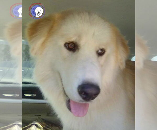 Medium Photo #1 Great Pyrenees Puppy For Sale in Spring, TX, USA