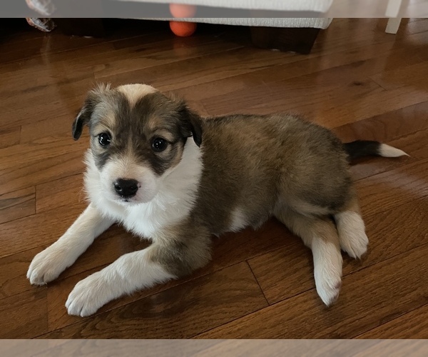 Medium Photo #1 English Shepherd Puppy For Sale in CAVE CITY, AR, USA