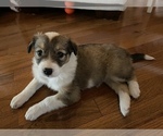 Small Photo #1 English Shepherd Puppy For Sale in CAVE CITY, AR, USA