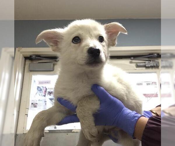 Medium Photo #3 German Shepherd Dog-Unknown Mix Puppy For Sale in Riverside, CA, USA