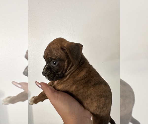Medium Photo #6 Boxer Puppy For Sale in MORENO VALLEY, CA, USA
