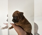 Small #5 Boxer