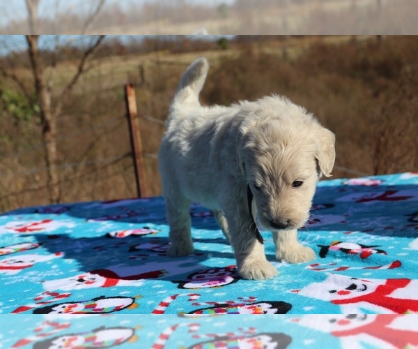 Medium Photo #33 Goldendoodle Puppy For Sale in UNION CITY, TN, USA