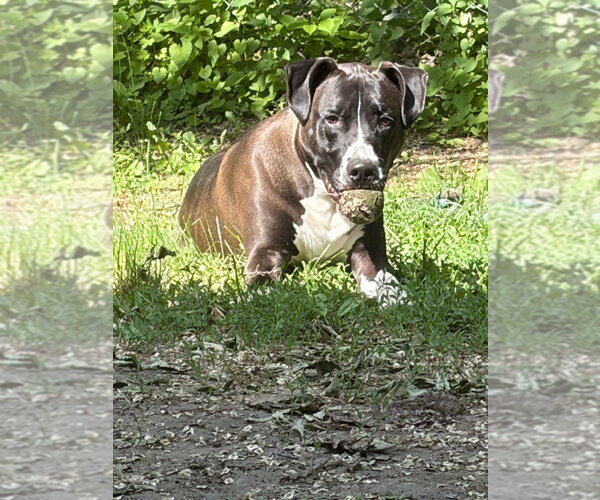 Medium Photo #2 Great Dane-Unknown Mix Puppy For Sale in Minneapolis, MN, USA
