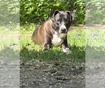 Small #1 Great Dane Mix