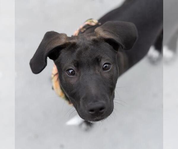 Medium Photo #11 Border Collie-Unknown Mix Puppy For Sale in San Diego, CA, USA