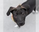 Small #10 Border Collie Mix